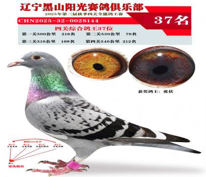四关综合鸽王37
