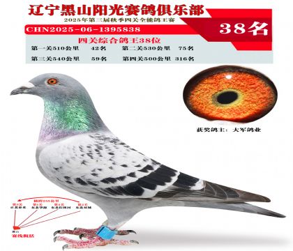 四关综合鸽王38位