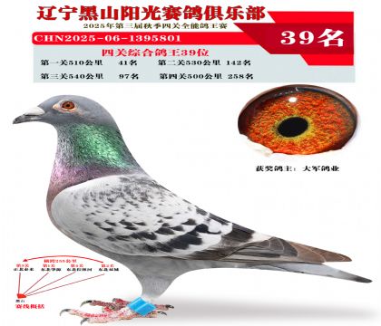 四关综合鸽王39位