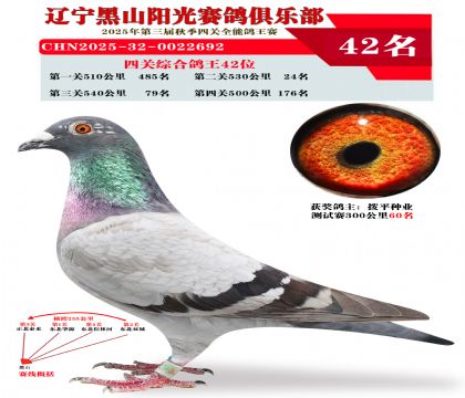 四关综合鸽王42位