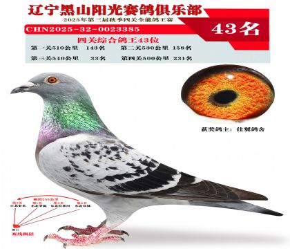 四关综合鸽王43位