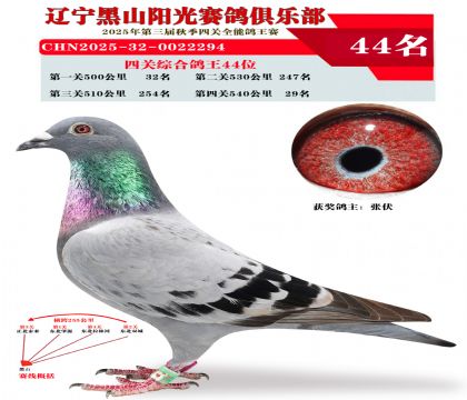 四关综合鸽王44