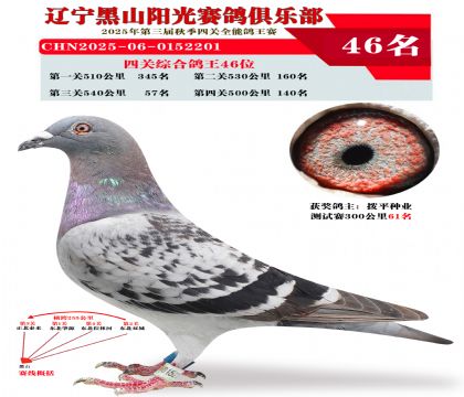 四关综合鸽王46位