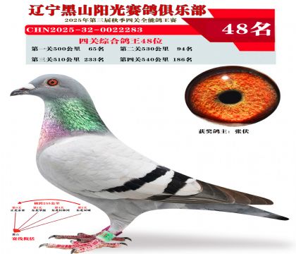 四关综合鸽王48