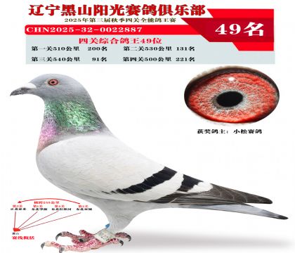 四关综合鸽王49位