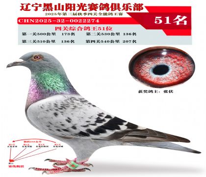 四关综合鸽王51