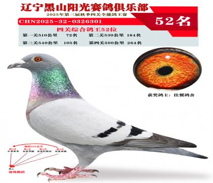 四关综合鸽王52位