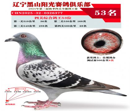 四关综合鸽王53位
