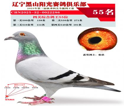 四关综合鸽王55