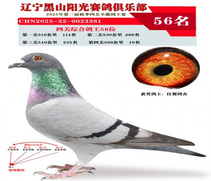 四关综合鸽王56位