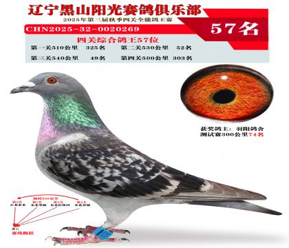 四关综合鸽王57位
