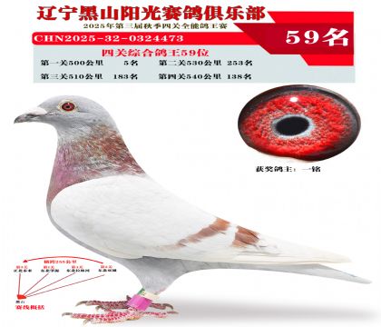 四关综合鸽王59位.第一关5位