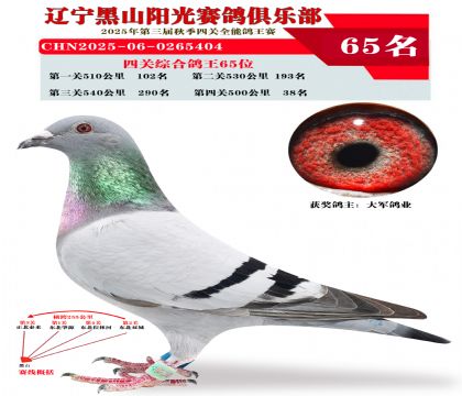 四关综合鸽王65位