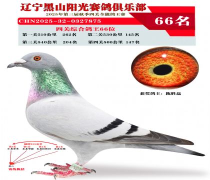四关综合鸽王66位