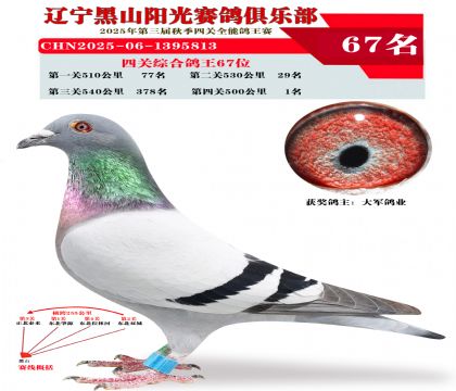 四关综合鸽王67位.第四关冠军