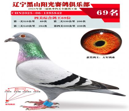 四关综合鸽王69位