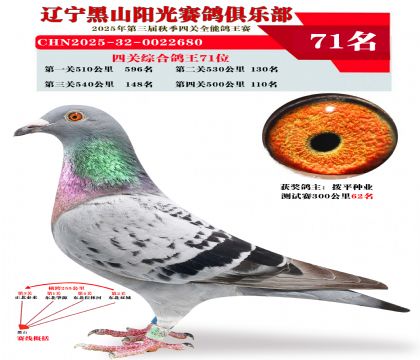 四关综合鸽王71位