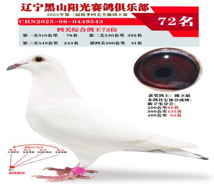 四关综合鸽王72位