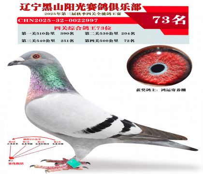 四关综合鸽王73位