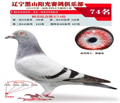 四关综合鸽王74位