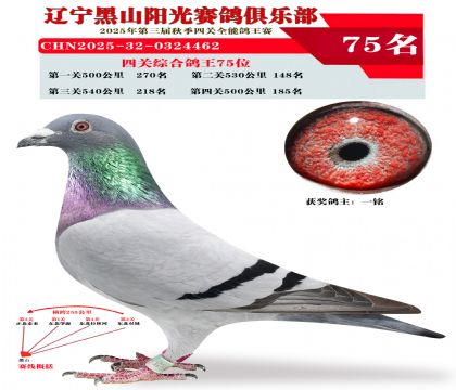 四关综合鸽王75位