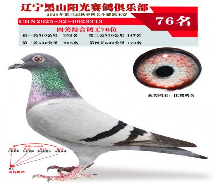 四关综合鸽王76位