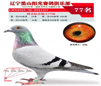 四关综合鸽王77位
