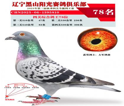 四关综合鸽王78位