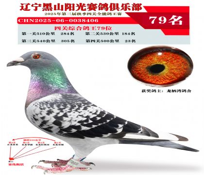 四关综合鸽王79位