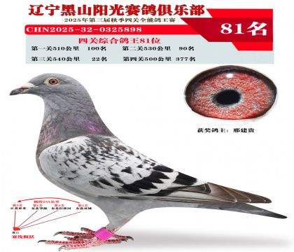 四关综合鸽王81位