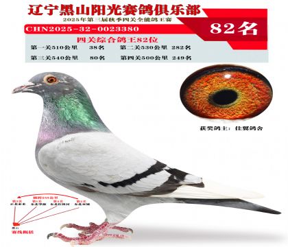 四关综合鸽王82位