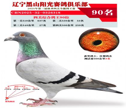 四关综合鸽王90位