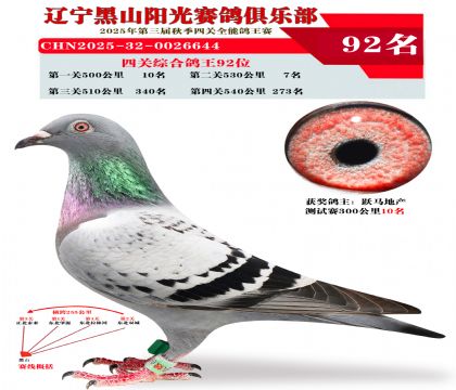 四关综合鸽王92位.第一关10位.第二关7位