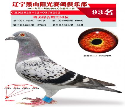 四关综合鸽王93位