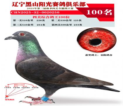 四关综合鸽王100位
