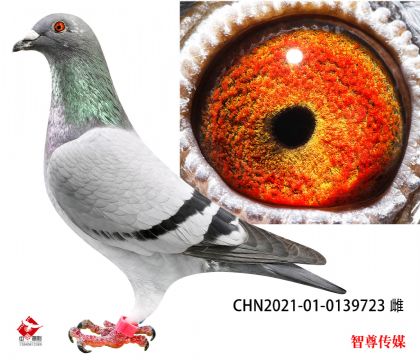鵻Ѫ