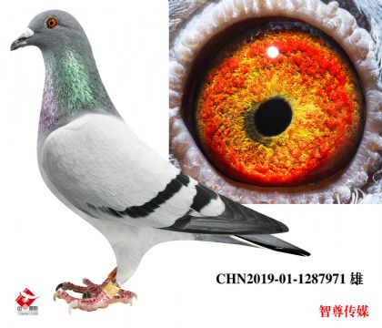 ֿ˹ȫƽ