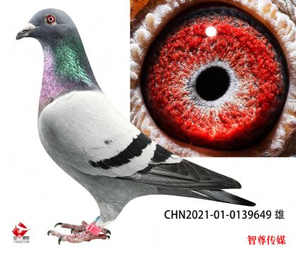 240Ѫ