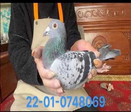 Сʺֱ8069
