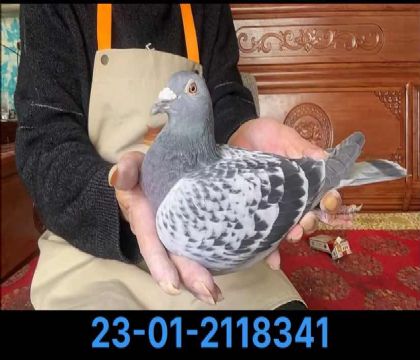Ǳ8341