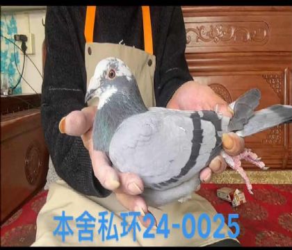 ˽ضһ0025