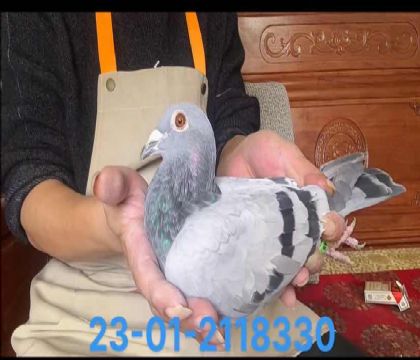 漣˫ؽѪ8330