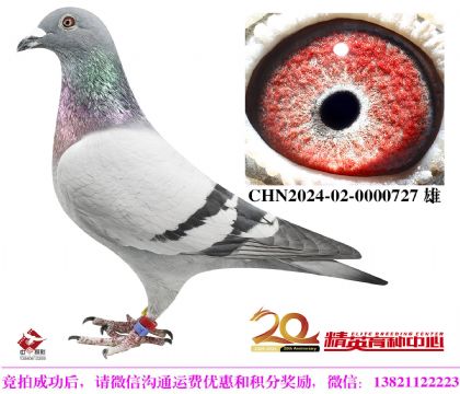 奶酪世界铭鸽“240”近亲直孙