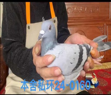˽ֱ֩Ů0160
