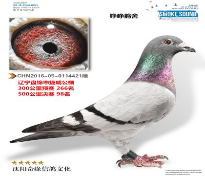 ̽Ԥ26698
