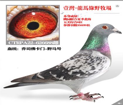 Ѫͳ ˹Ұۺ6λ