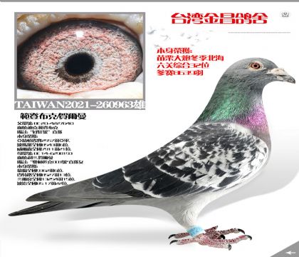 ۺ32λ ǲ/ն