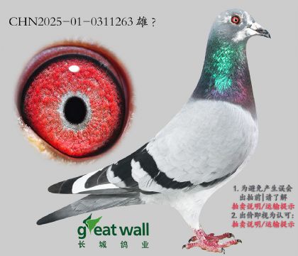8.ȫ.0311263