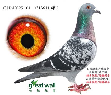 13.һ.0313611