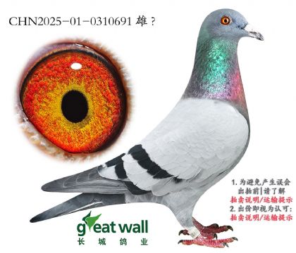 17.ضxϲ.0310691